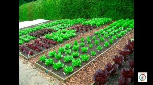 Как сформировать плодородную почву на участке. Делюсь опытом.#топыкатегорий.