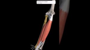 Мышцы предплечья. Часть I : передняя группа.