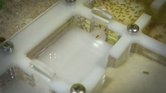 Открываем новый модуль ● Lasius flavus смотреть онлайн