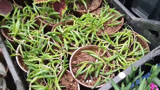 Цветочный рынок, Краснодар 31 марта 2024 г смотреть онлайн