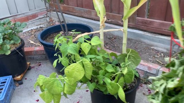 OUR SUMMER GARDEN 2020 TOUR - My husband's hard work- Farm to Table - Our Quarantine handwork смотреть онлайн