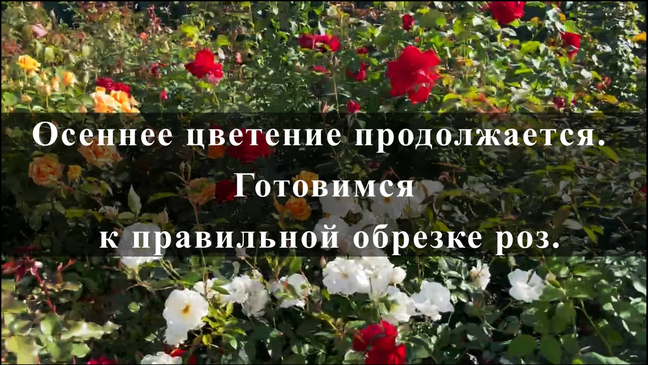 Осеннее цветение продолжается. Готовимся к правильной обрезке роз. смотреть онлайн