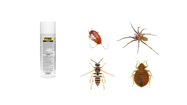 How to Get Rid of Flour Beetles (4 Easy Steps) смотреть онлайн