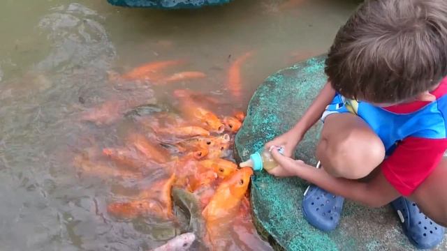 Вскармливание золотых рыбок из соски