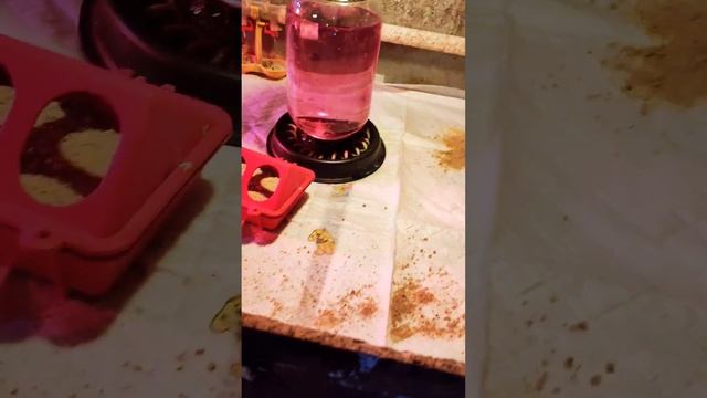 вылупление перепелов