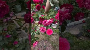 ШТАМБОВЫЙ САД в ПЕРМИ | рубрика «Крапива Вдохновляет»