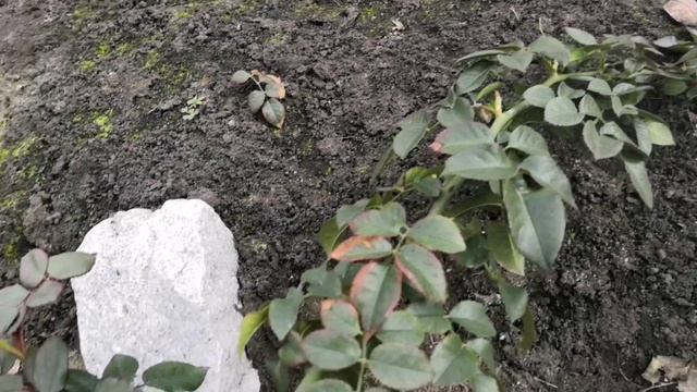 Открываю розы , весна   2024 на Урале.