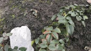 Открываю розы , весна   2024 на Урале.