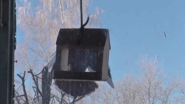 Галка косит под синицу смотреть онлайн