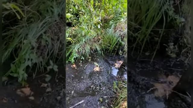ДЕЛА ЧЕСТИ Родник "Благодатный" п. Хабарное смотреть онлайн