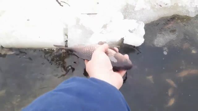 ЗИМНЯЯ РЫБАЛКА НА КАРАСЯ НА ТЯГУ...В МОРОЗ смотреть онлайн
