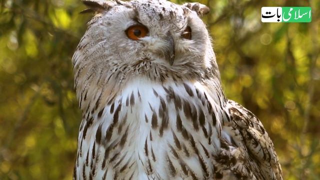 What islam says about Owl | Ullu Ka Waqia смотреть онлайн