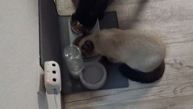 Лежит терпит.Мамаша. Вместо куклы#моибудни#и#нетолько# смотреть онлайн