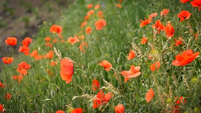 The Last Post | We Will Remember Them | British Army Music смотреть онлайн