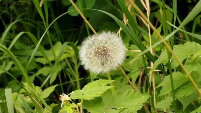 Buffalo Lake 2020 in 2 Minutes смотреть онлайн