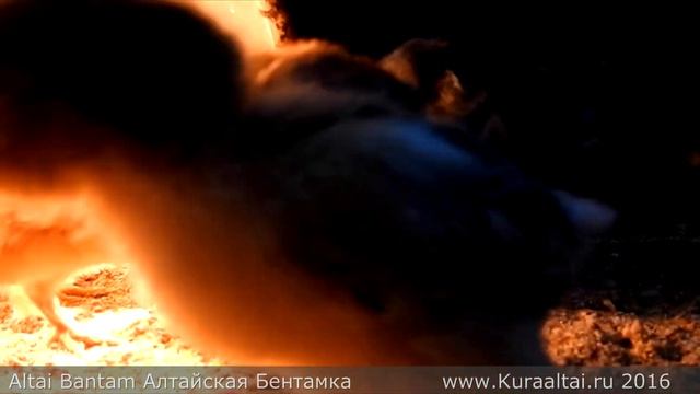 The owner collects chickens Sleeping Цыплят собирают в коробки на ночь Спать смотреть онлайн