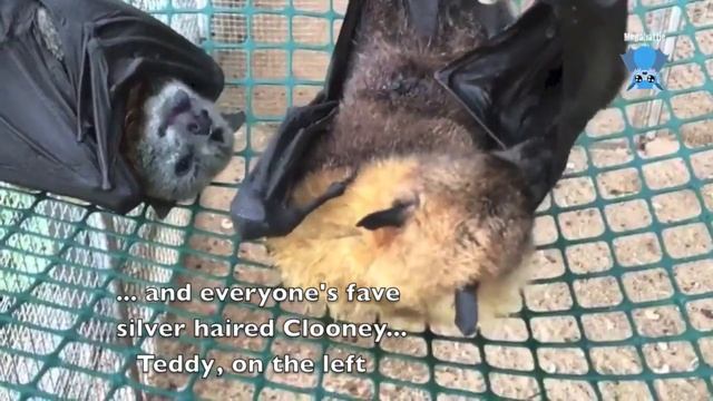 Old bat in the aviary after the rain: Walter, Teddy, Gelert and Angophora. смотреть онлайн