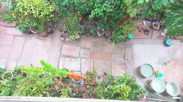 Last #Overview after #winter rain of my #Home #Garden смотреть онлайн