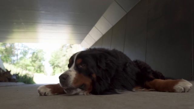I Died And Saw My Dog In Heaven | Near Death Experience смотреть онлайн