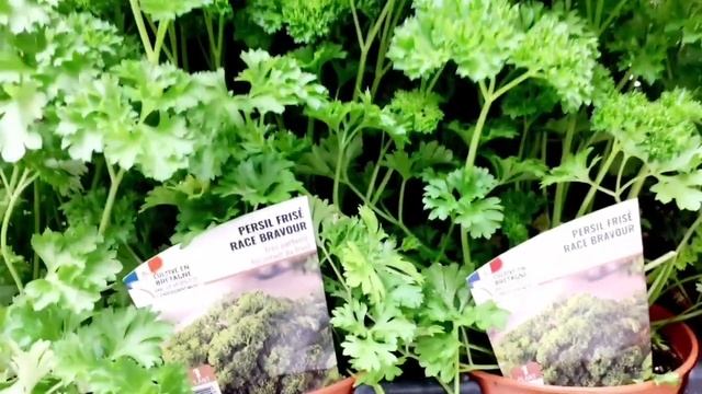 MY LAST YEAR PLANT SHOPPING / Plant Shopping at Hypermarket | Wheng Gallardo смотреть онлайн
