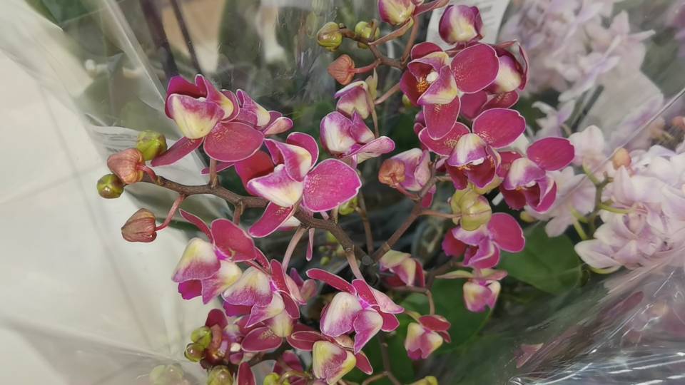 Орхидеи ОТПАД. Новые в Гипермаркетах. смотреть онлайн