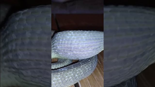 ЯИЧНАЯ ЗМЕЯ смотреть онлайн