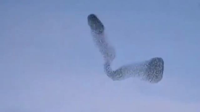 Мурмурация. Музыка: Love Is Blue.