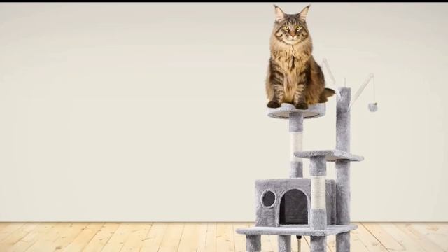 ВСЁ О ПОРОДЕ МЕЙН-КУН! И ДАЖЕ БОЛЬШЕ #мейнкун #котики смотреть онлайн
