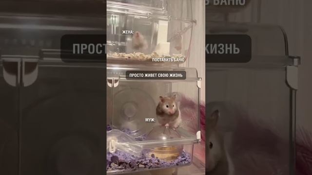 Муж и жена😅