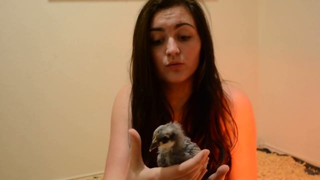 I HID CHICKENS FROM MY PARENTS FOR A MONTH смотреть онлайн