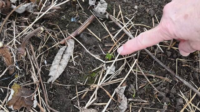 Cutting back the raspberries in winter. смотреть онлайн