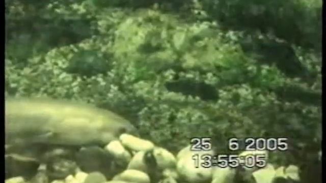 Аквариум. Ялта. Крым. смотреть онлайн