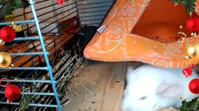 КЛЕТКА МОЕЙ ШИНШИЛЛЫ смотреть онлайн