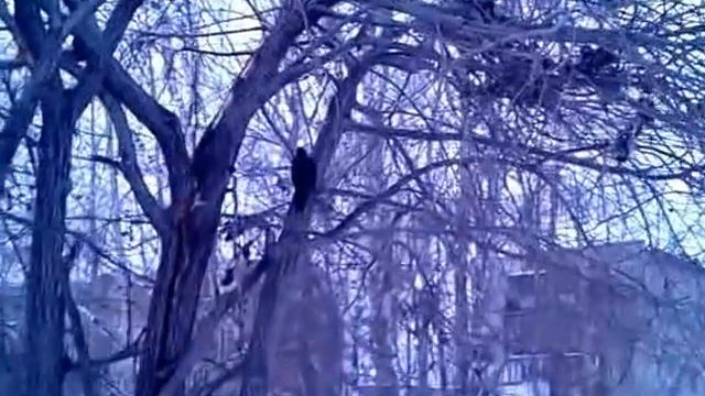 город Асбест - ДЯТЕЛ. 01.12.14 смотреть онлайн