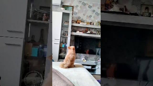 Перс поет смотреть онлайн