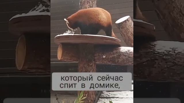 Красная панда смотреть онлайн