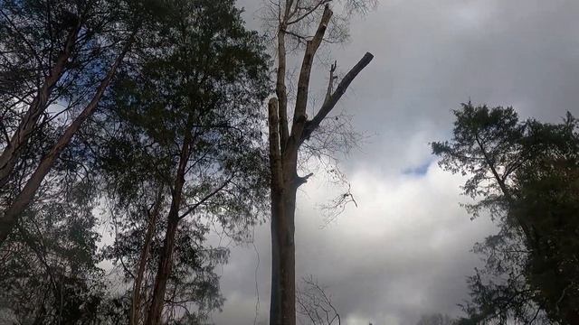 Husqvarna 592xp & Stihl 500i working some problem trees down смотреть онлайн