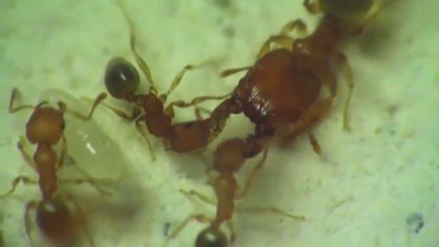 Мои муравьи- Pheidole pieli- солдат у стоматолога смотреть онлайн