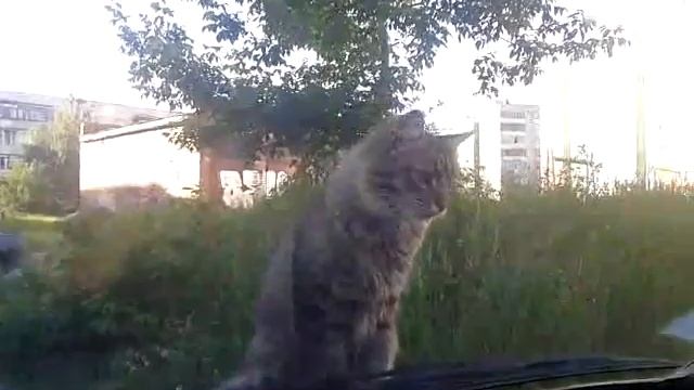 Кот и его тень . смотреть онлайн