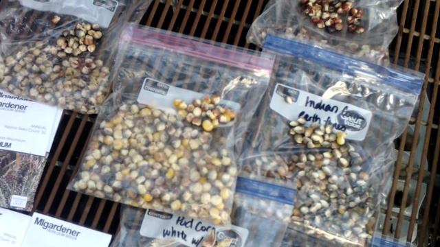 Planting EIGHT Kinds of INDIAN CORN - POD Corn, Mini Blue Popcorn, Hopi Corn, Earth Tone and MORE!! смотреть онлайн