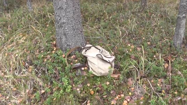 Сталкер 1 Остров в лесу смотреть онлайн