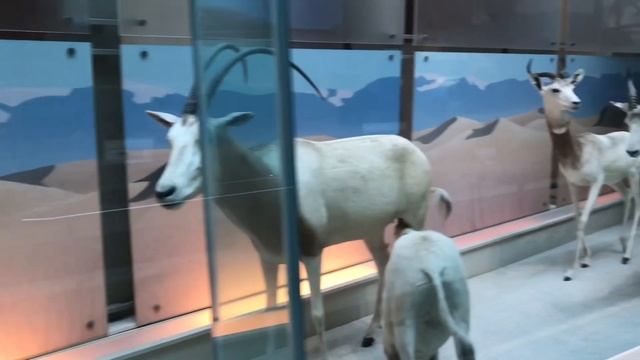 Natural History: The Museum That Only Took A Million Years To Create смотреть онлайн