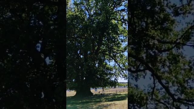 Видео визитка. Психолог Воронеж. смотреть онлайн