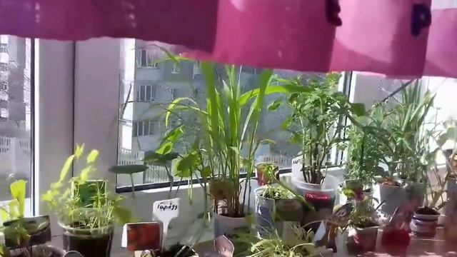 Спостереження за ростом рослин «Город на підвіконні»