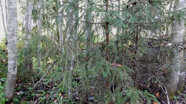 Как зарастает маленькая вырубка, если вообще ничего с ней не делать (второе издание)