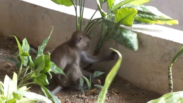 Man-vs-Animals:  5a) Playful 'urban' Monkey