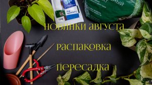 Август | Новые растений | Пересадка