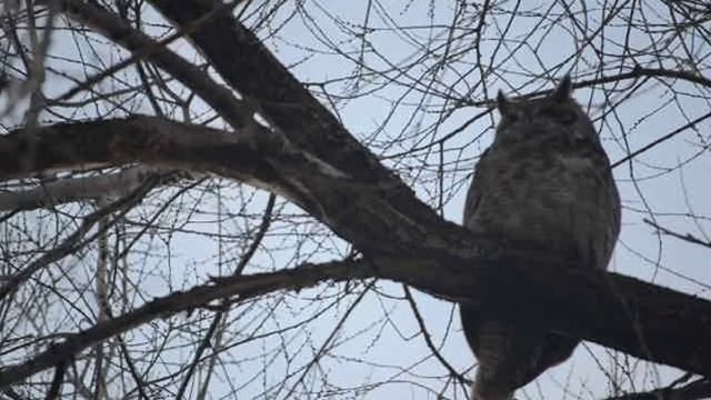 Horton the Great horned owl hangs out смотреть онлайн