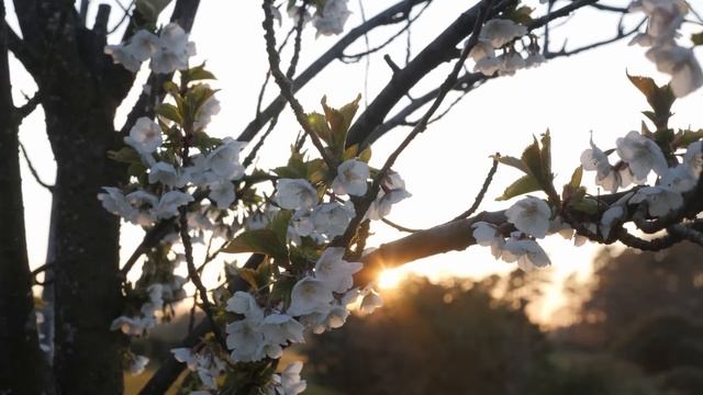 💗 Были все рады, и желали счастья... Когда узнали правду. ВСЕ ЗАМЕРЛИ КОГДА ЖЕНИХ ВСТАЛ И СДЕЛАЛ... смотреть онлайн