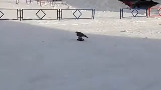 Ястреб или Коршун )))) смотреть онлайн